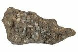 Fossil Gastropod Mollusk (Elimia) Plate - Wyoming #189441-1